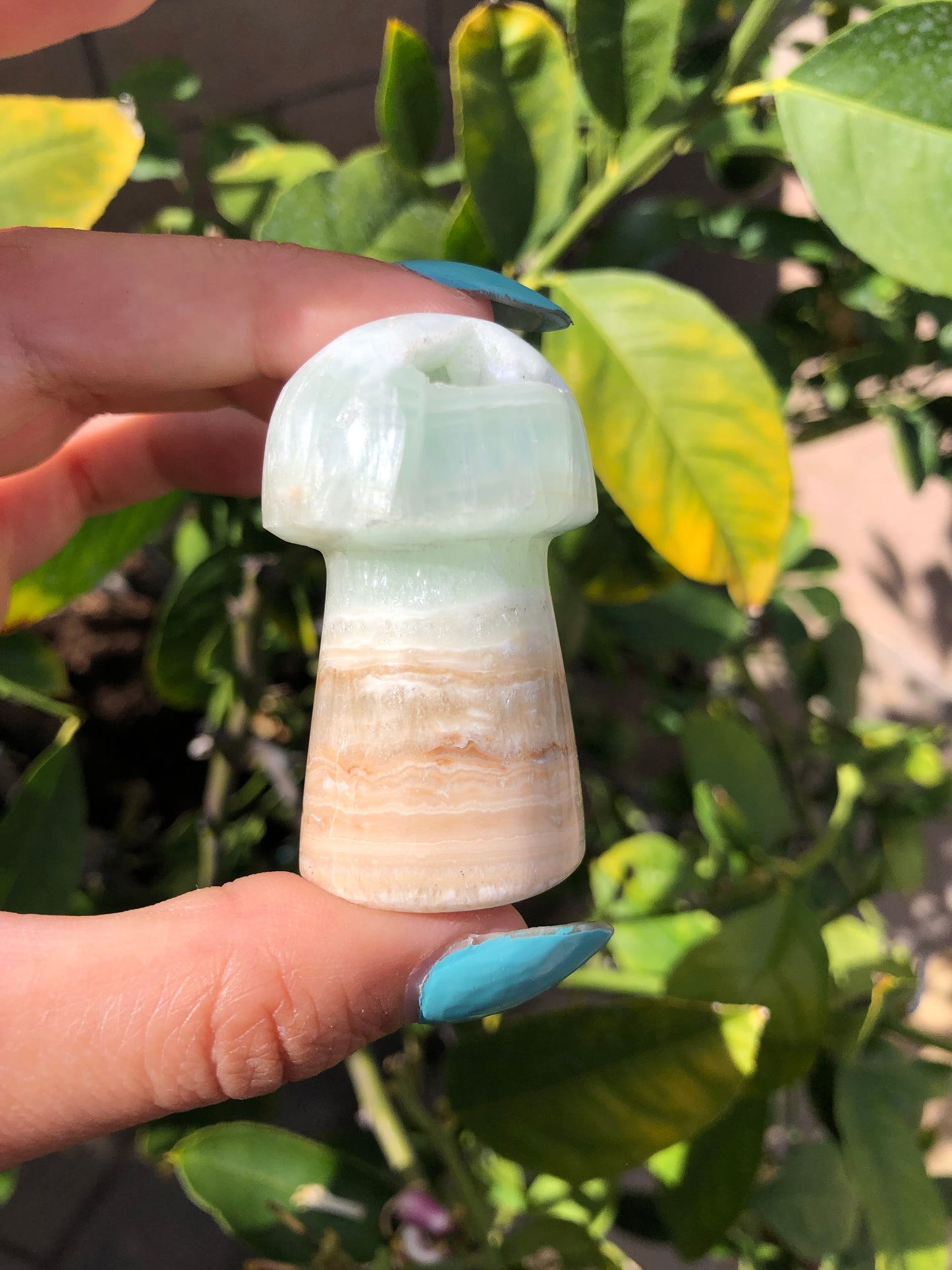 Caribbean Calcite Mushroom