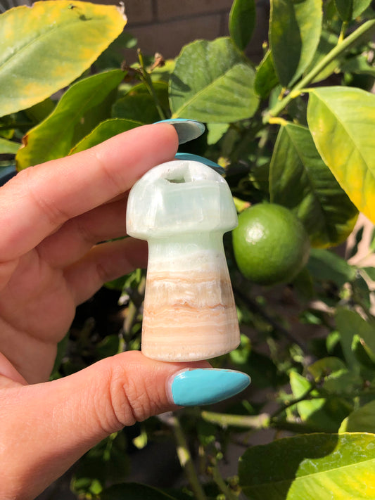 Caribbean Calcite Mushroom